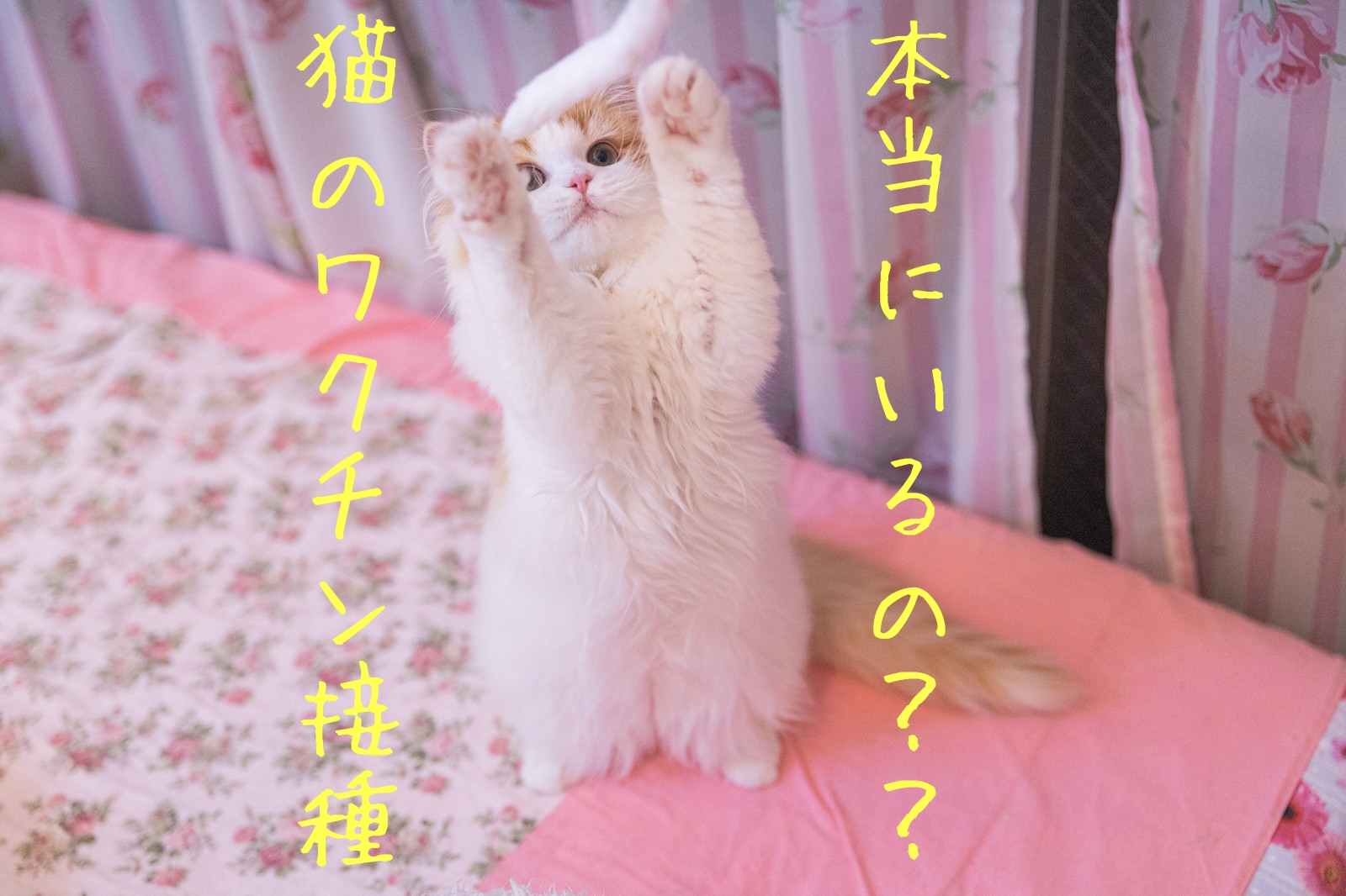 猫のワクチンはいつ?費用は?必要か?