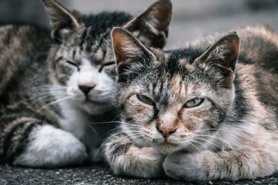 マダニが媒介する致死的なSFTSウィルスとは?