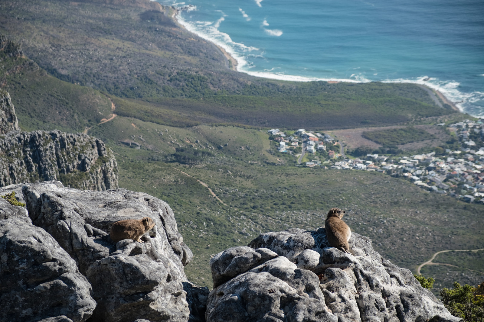 新型コロナウイルスと犬猫