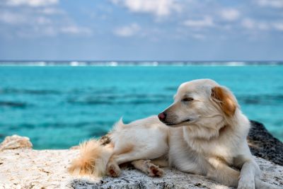 犬の脂肪腫とは?手術するべき?