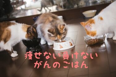 【病気別】犬猫の栄養管理と食事選択　～腫瘍に負けないごはんは？～