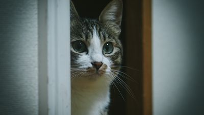 猫のくしゃみと鼻の腫瘍～がんかもしれない特徴的な症状～