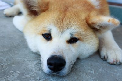 上顎の扁平上皮癌を外科切除し完治した犬