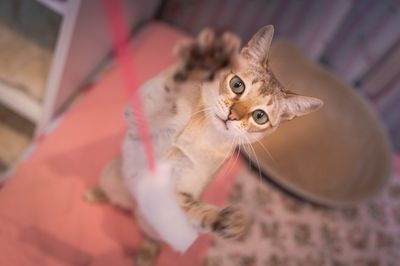 誤飲して緊急手術をした子猫