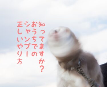 犬猫のシャンプー～正しい方法・頻度・おすすめシャンプー～