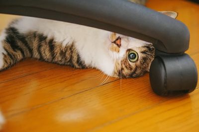 犬猫の全身麻酔とリスク～CT・MRI・手術するか迷うとき～