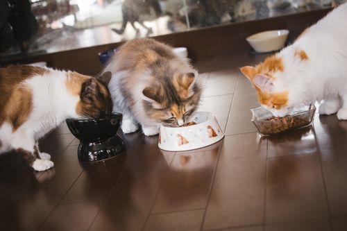 猫の甲状腺機能亢進症～夜鳴き?高齢?食べても痩せる?～