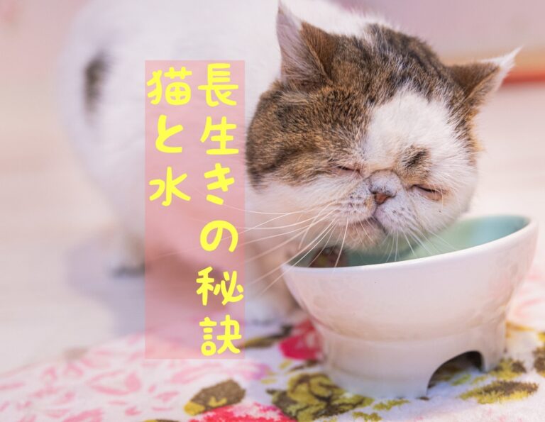 【長寿の秘訣】猫は水が命~腎不全・尿路疾患にならないために~│ごんた先生の診察室 【長寿の秘訣】猫は水が命~腎不全・尿路疾患にならないために~│ごんた先生の診察室