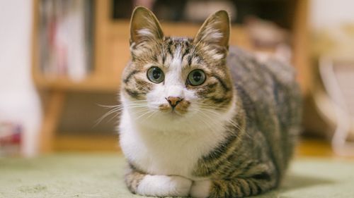 犬猫の皮膚のできもの～悪性？判断基準と良性で切除するパターン～