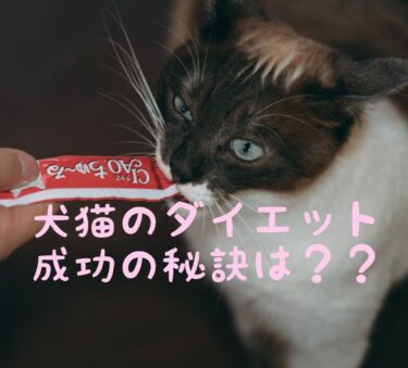 【ダイエット】犬猫の理想の食事量計算方法～その子の理想の体重とフード量～
