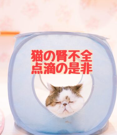 【なんで？】毎日点滴しても腎数値が下がらない猫ちゃん