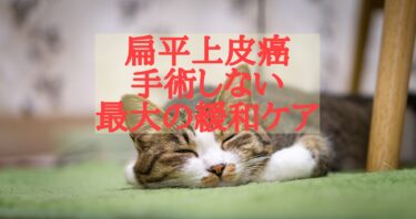 【手術しない！】猫の扁平上皮癌の緩和ケア