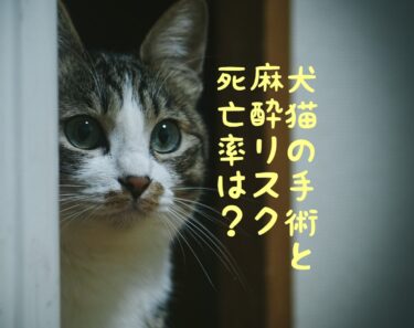 犬猫の麻酔リスクと死亡率～避妊去勢と歯石除去して大丈夫？～