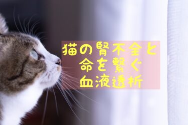 血液透析で助かった腎不全の猫のおはなし