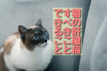 猫の肝臓癌～末期症状と治療～│ごんた先生の診察室