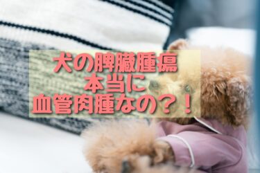 犬の脾臓の腫瘍～本当に血管肉腫?手術する/手術しない場合と余命～