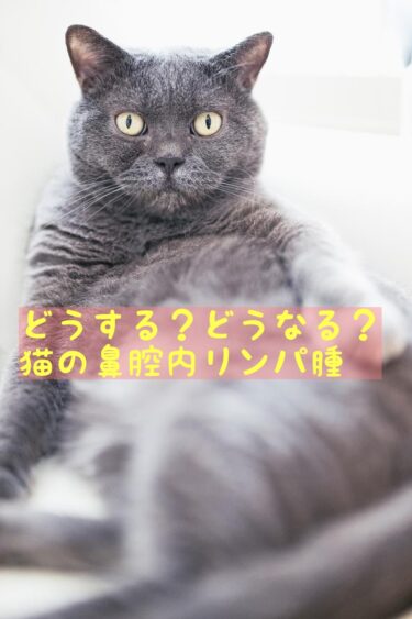 猫の鼻腔内リンパ腫に放射線?抗がん剤?その症状と余命
