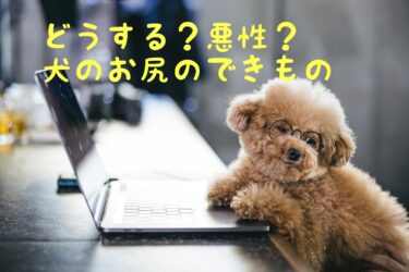 犬のおしりのできもの～肛門嚢アポクリン腺癌の症状診断治療～