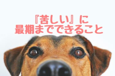 【苦しい】胸水抜いてもすぐたまる肺がんの犬猫の呼吸管理と自宅酸素室