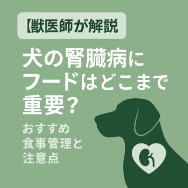 【獣医師が解説】犬の腎臓病にフードはどこまで重要？おすすめ食事管理と注意点