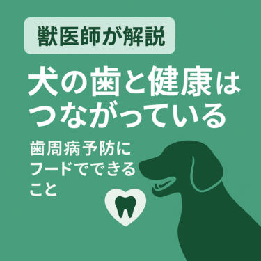 【獣医師が解説】犬の歯と健康はつながっている｜歯周病予防にフードでできること